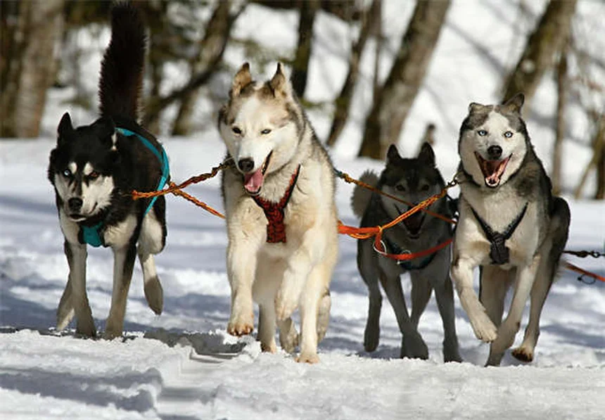Come educare il cane con le lodi: 5 truppi per un comportamento perfetto