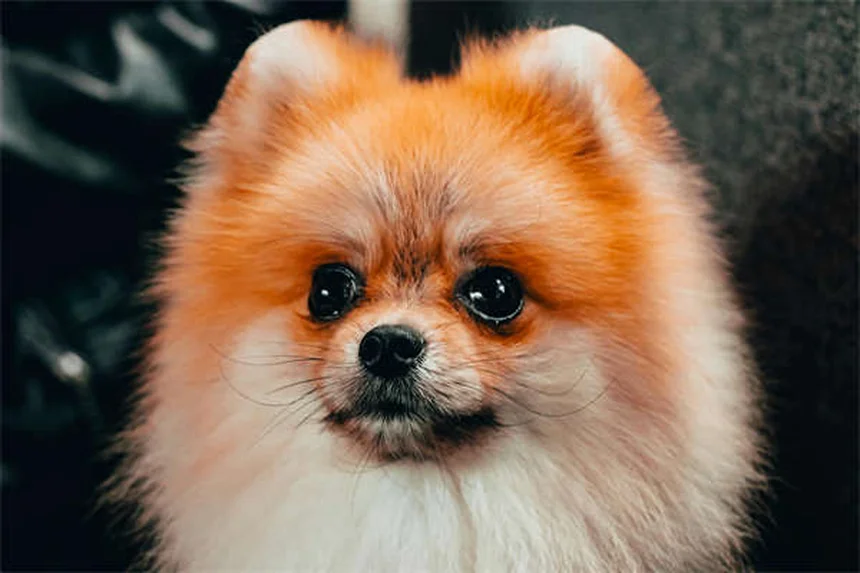 Come educare il cane con le lodi: 5 truppi per un comportamento perfetto