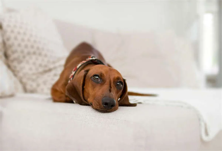 Come proteggere cani e gatti dai coyote: 10 consigli pratici