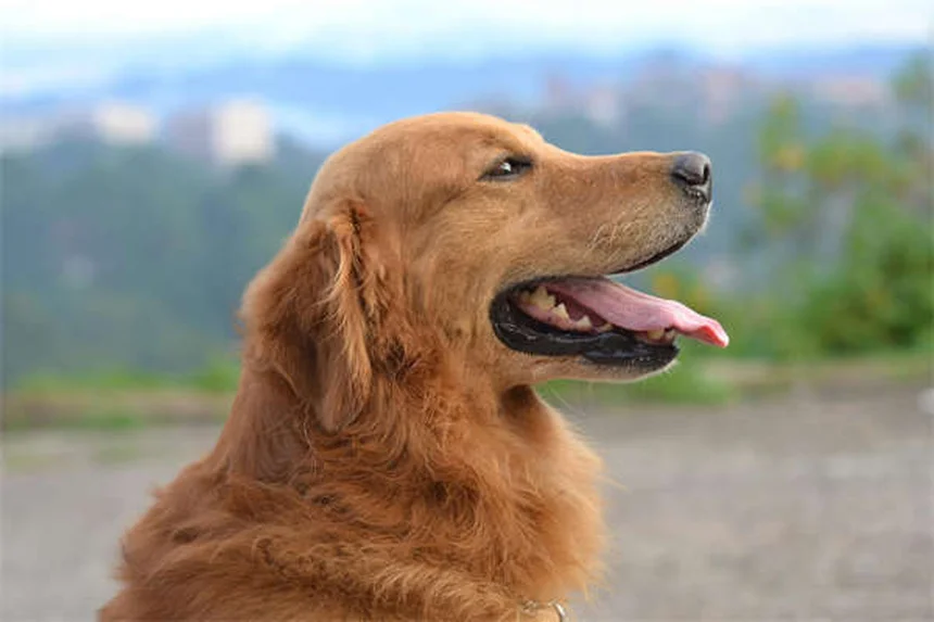 Come proteggere cani e gatti dai coyote: 10 consigli pratici