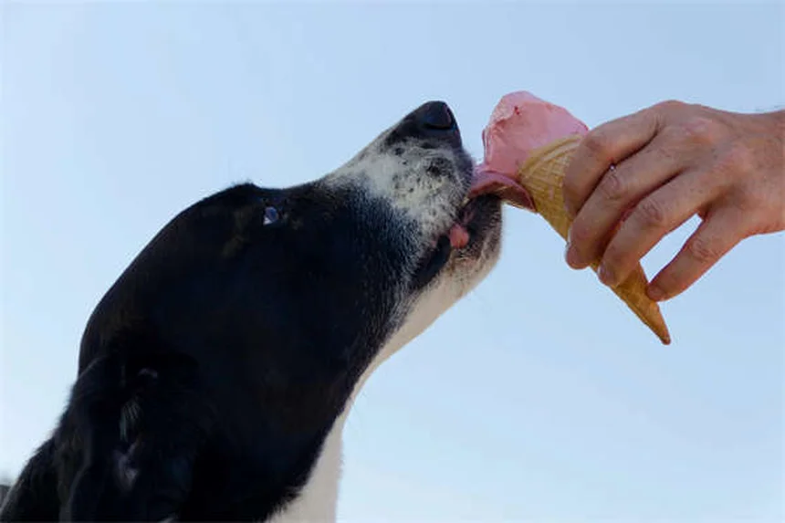 Vaccino DHPP per cani: Tutto ciò che devi sapere per proteggere il tuo pelosetto