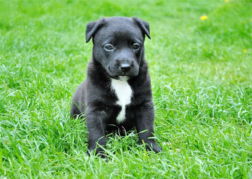 Vaccino DHPP per cani: Tutto ciò che devi sapere per proteggere il tuo pelosetto