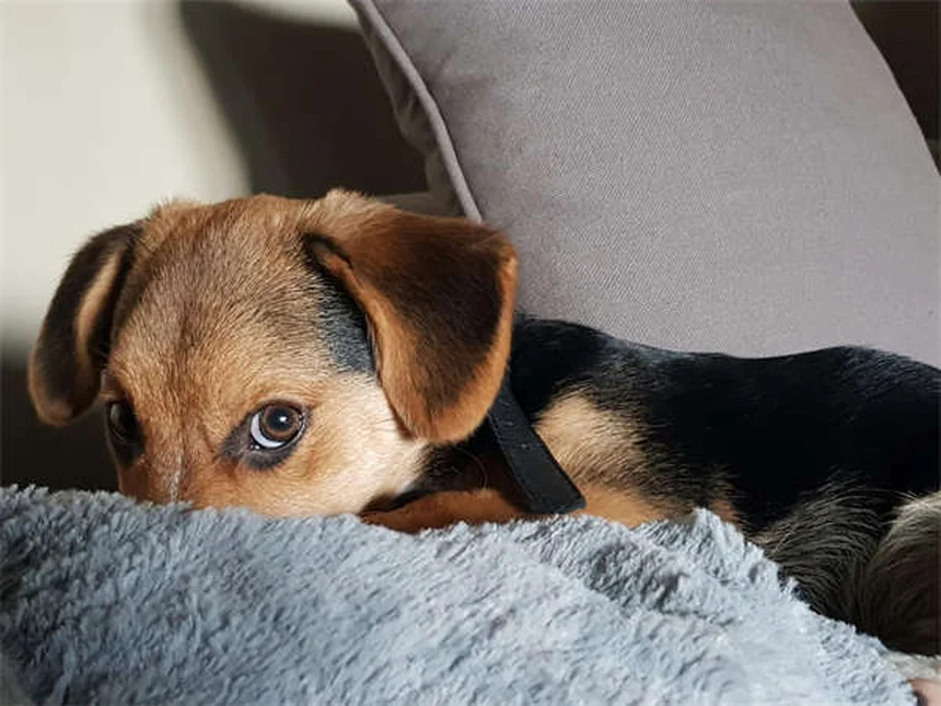 Vaccino DHPP per cani: Tutto ciò che devi sapere per proteggere il tuo pelosetto
