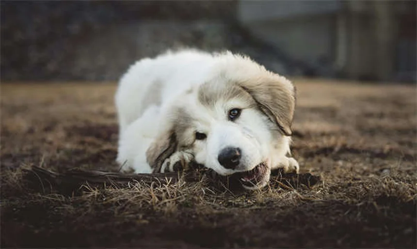 Vaccino DHPP per cani: Tutto ciò che devi sapere per proteggere il tuo pelosetto
