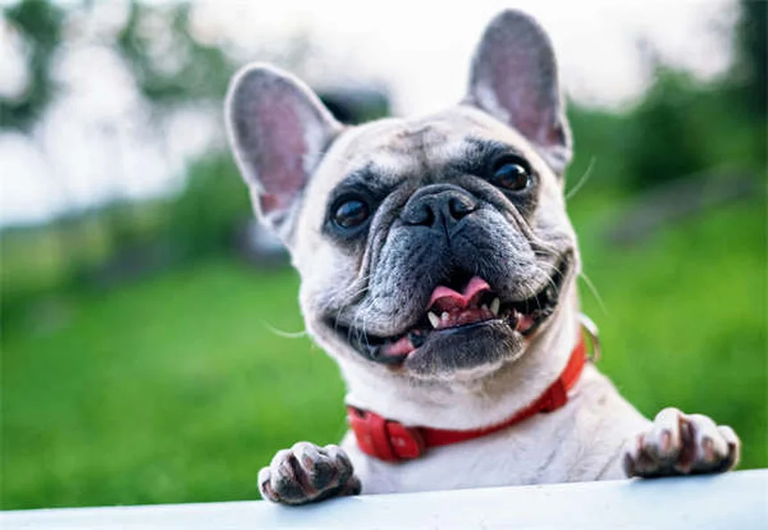 Analisi del sangue per cani e gatti: guida completa ai test e costi