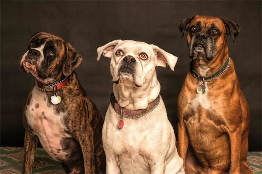 Analisi del sangue per cani e gatti: guida completa ai test e costi