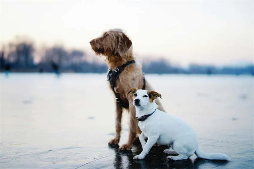 Come fermare il cane che scava in giardino: 6 soluzioni efficaci
