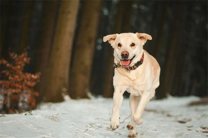 Taglio orecchie cani: tutto quello che devi sapere su questa pratica crudele