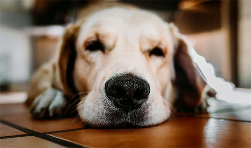16 Razze di Cani Doodle: Scopri il Tuo Compagno Perfetto