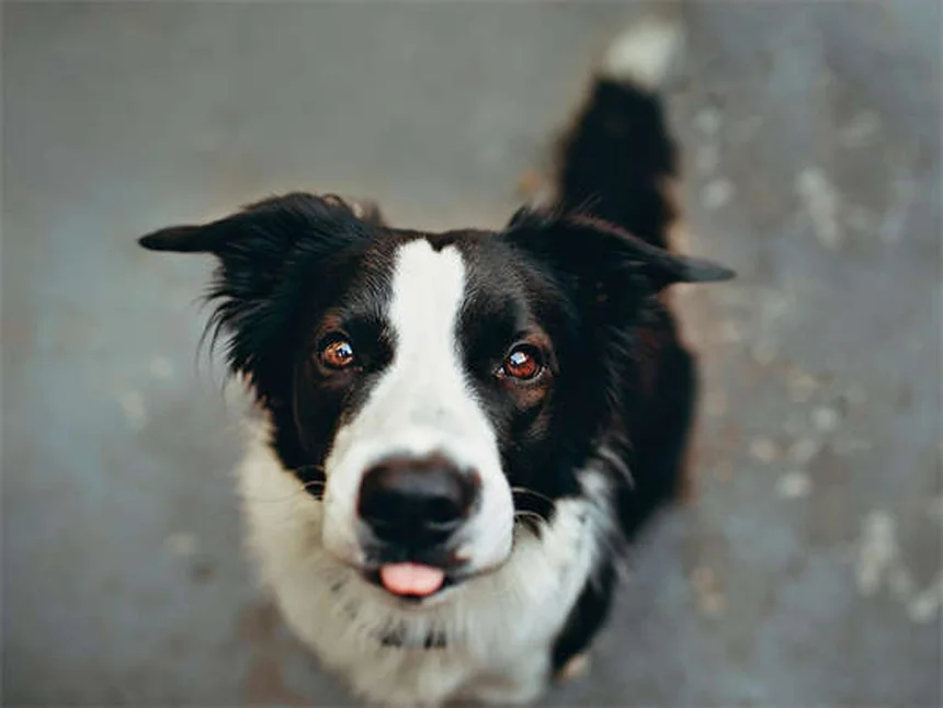 16 Razze di Cani Doodle: Scopri il Tuo Compagno Perfetto