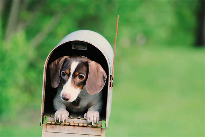 Gatti domestici: 5 motivi per tenerli in casa e come renderli felici