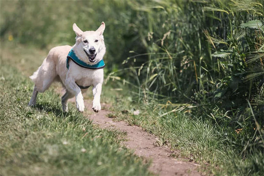 Come proteggere il tuo gatto dal sole: 5 consigli salva-pelle