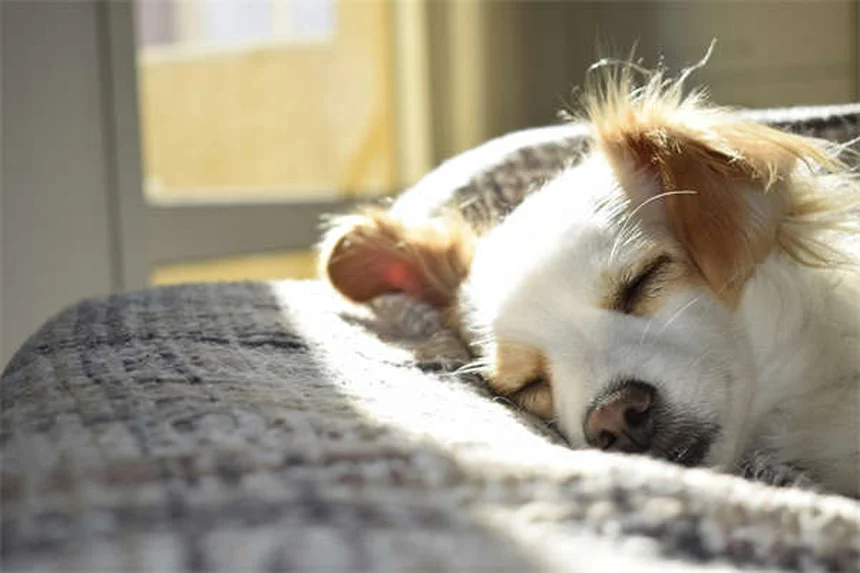 Tecnico veterinario: chi è e cosa fa il tuo alleato per la salute del pet
