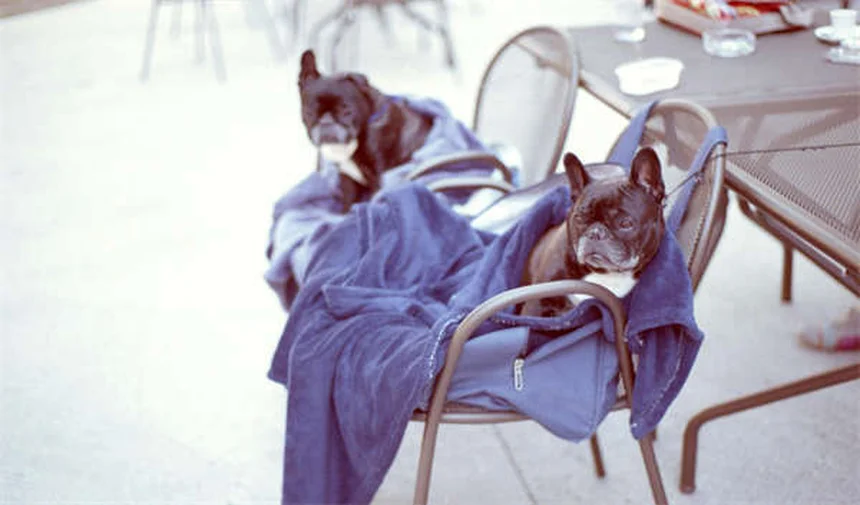 Gatto fa pipì sul letto? Ecco le vere cause e soluzioni