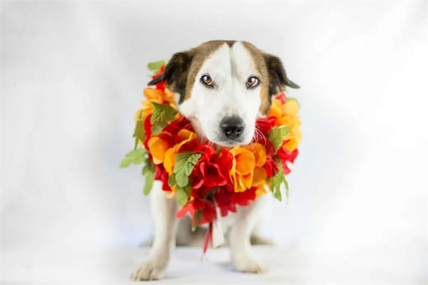 AAFCO cibo per cani e gatti: Guida completa alla scelta sicura