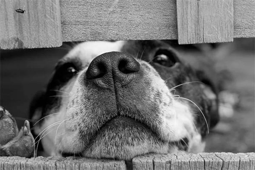 Come proteggere il tuo gatto dalle zecche: 5 metodi infallibili