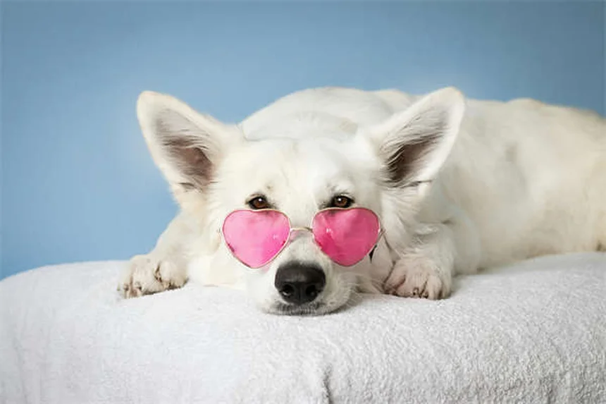 Protezione antiparassitaria per cani e gatti: guida completa