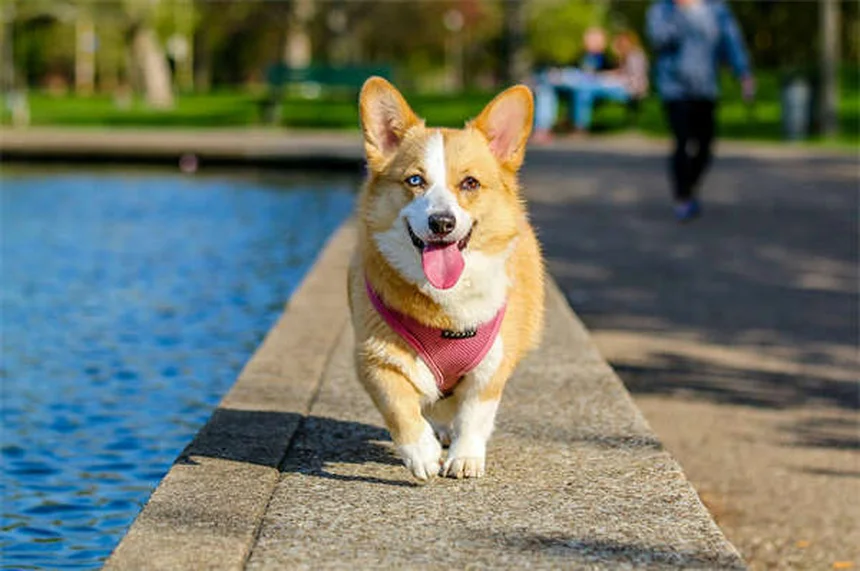Come fare il bagno a un gattino: guida completa passo dopo passo