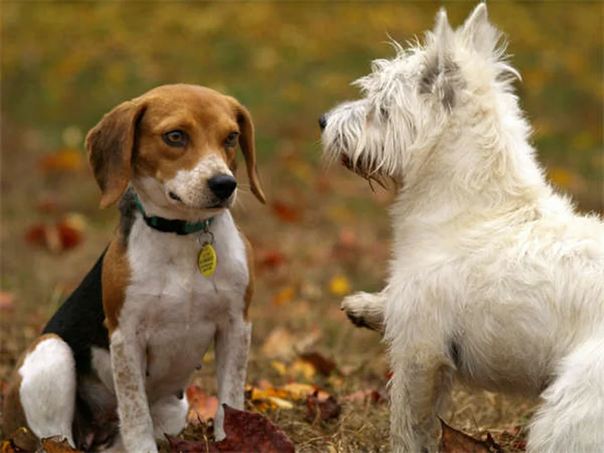 Clomicalm per cani: la guida completa all'ansia da separazione