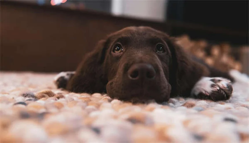 Perché il cane inclina la testa? Cause e rimedi spiegati dal veterinario