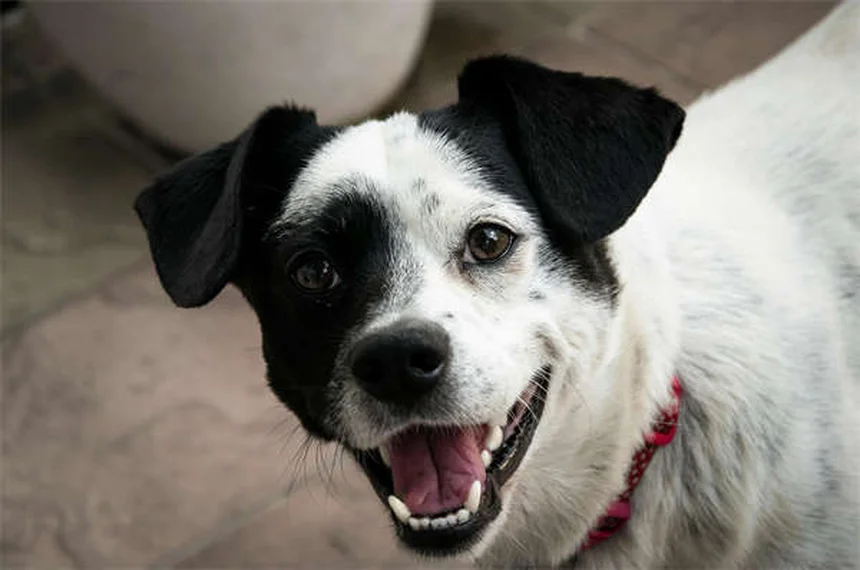 Perché il cane inclina la testa? Cause e rimedi spiegati dal veterinario