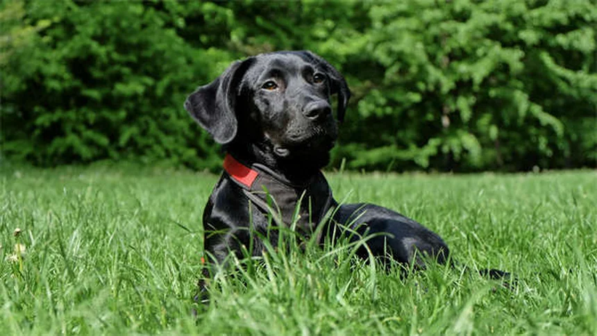 Come addestrare il tuo cane: 4 comandi base essenziali