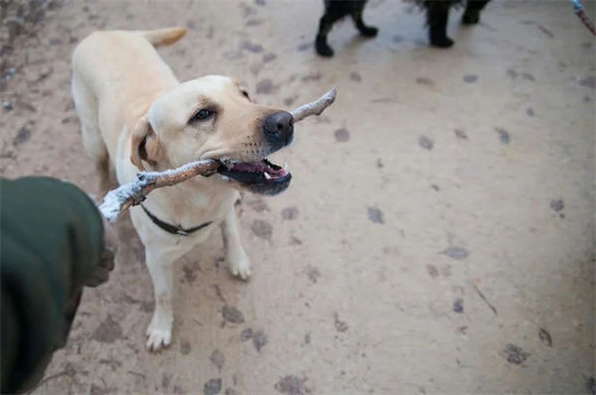 Come addestrare il tuo cane: 4 comandi base essenziali
