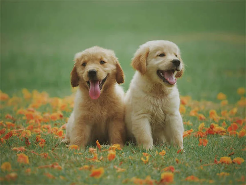 Trasportino per cani: guida alla scelta perfetta per il tuo amico a 4 zampe
