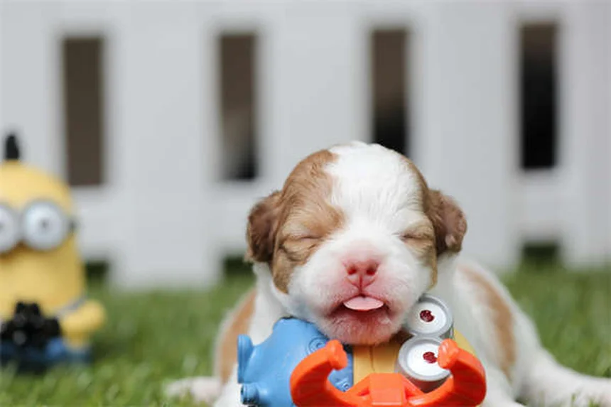 Come gli animali domestici migliorano le relazioni: 5 lezioni d'amore