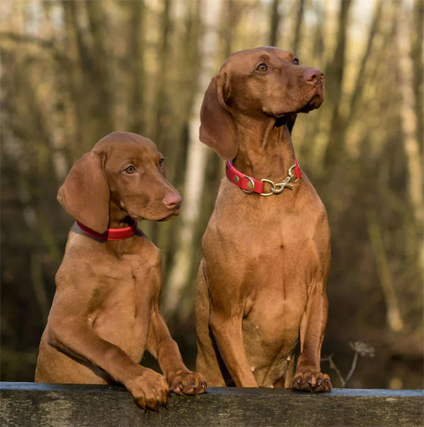 Come curare gli infortuni oculari nei cani: guida completa