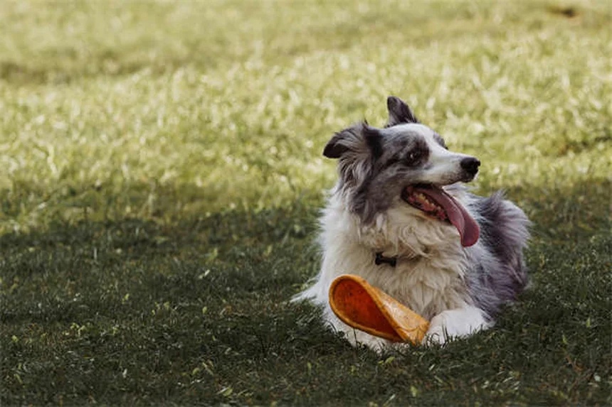 Scopri 20 razze di cani rari che non conoscevi!