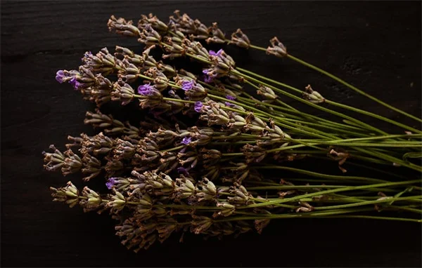Integratori anti-mosche per cavalli: soluzioni naturali ed efficaci