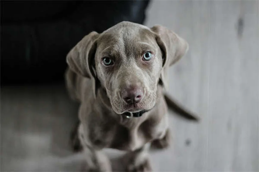 Perché il cane abbaia? 5 motivi e soluzioni pratiche