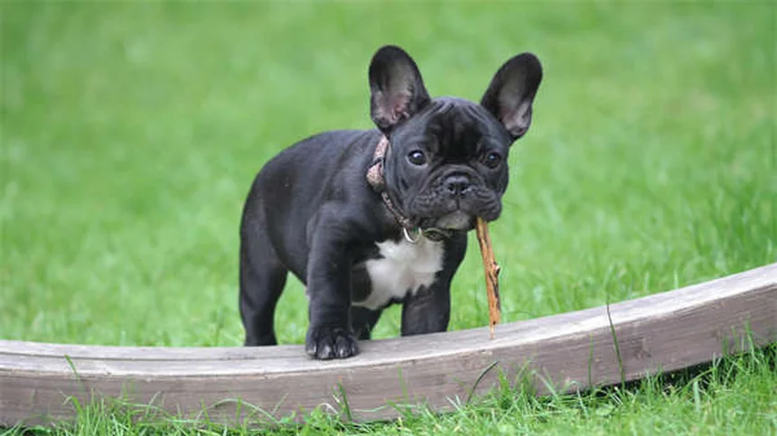 Perché il cane abbaia? 5 motivi e soluzioni pratiche