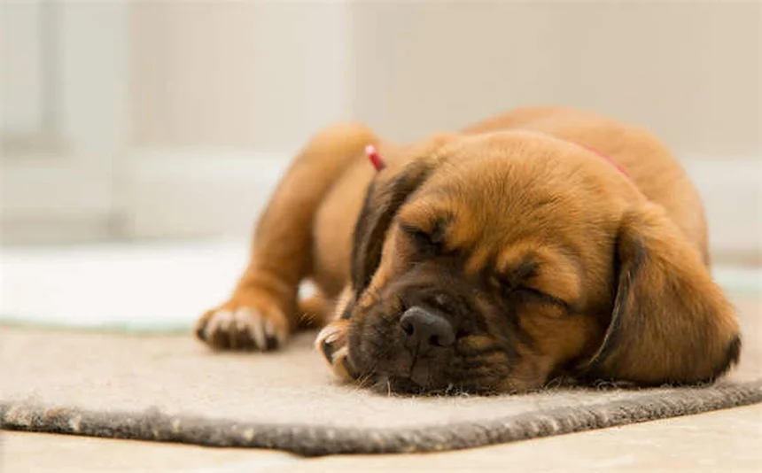Bocca secca nei cani e gatti: cause, sintomi e rimedi efficaci