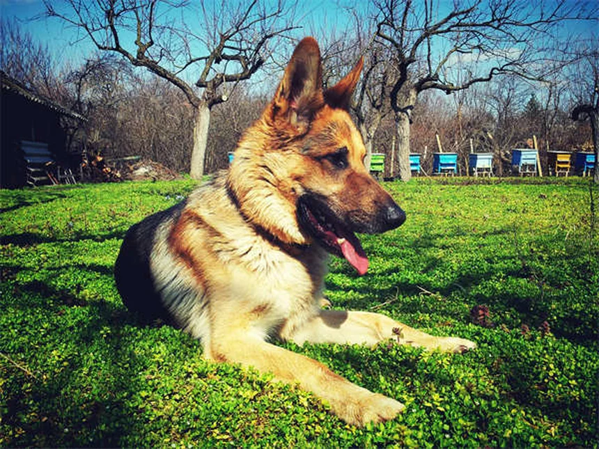 Come addestrare un cane anziano: 5 trucchi infallibili