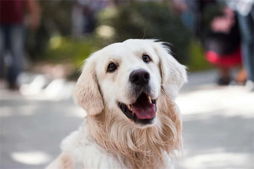 12 Cose che non sapevi sui cuccioli appena nati: curiosità incredibili!