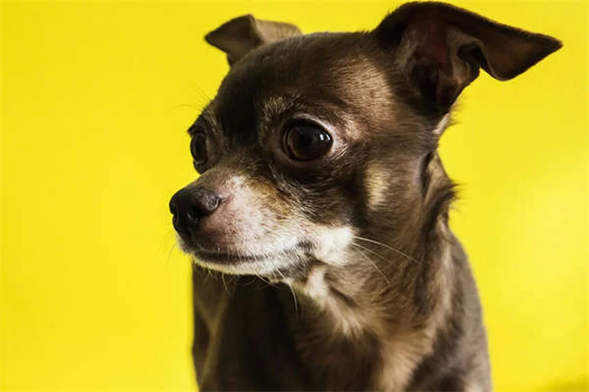 12 Cose che non sapevi sui cuccioli appena nati: curiosità incredibili!