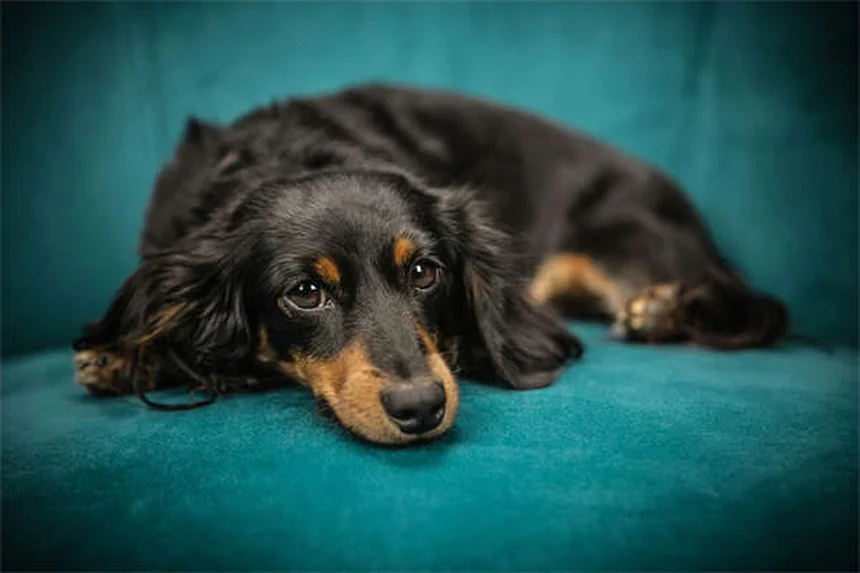 Come Scegliere la Gabbia Perfetta per il Tuo Cane: Guida Completa