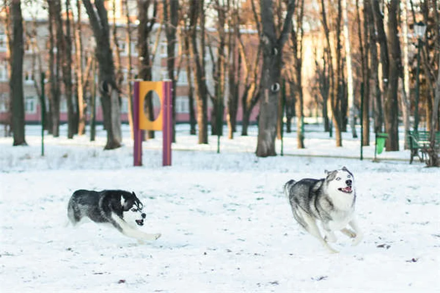 Come Scegliere la Gabbia Perfetta per il Tuo Cane: Guida Completa