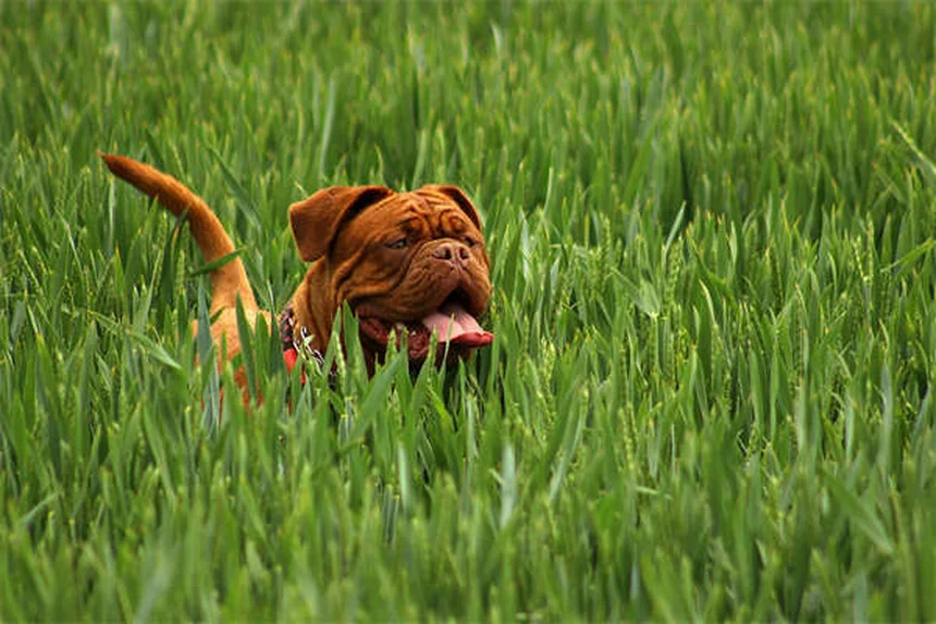 Come dare le medicine al cane: 5 truppi infallibili per pillole amare