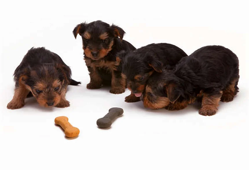 Come dare le medicine al cane: 5 truppi infallibili per pillole amare