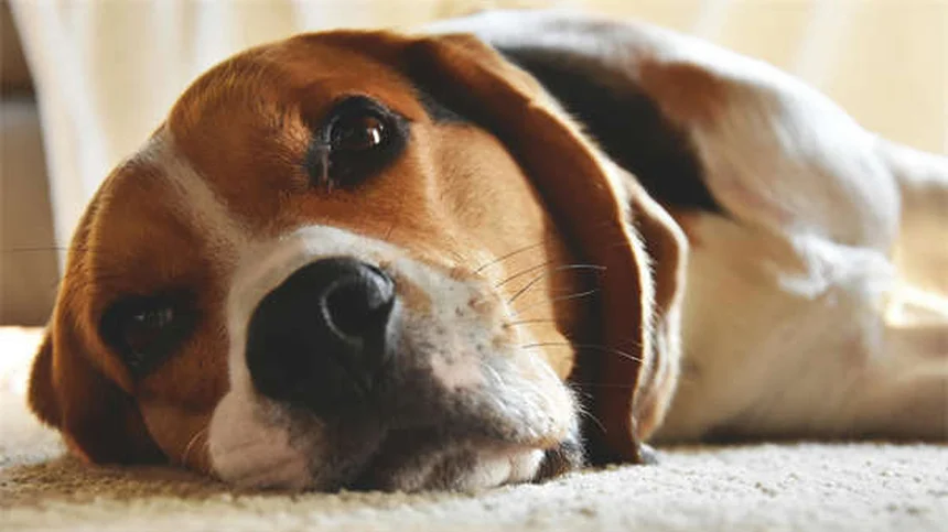 Buprenorfina per cani e gatti: tutto quello che devi sapere