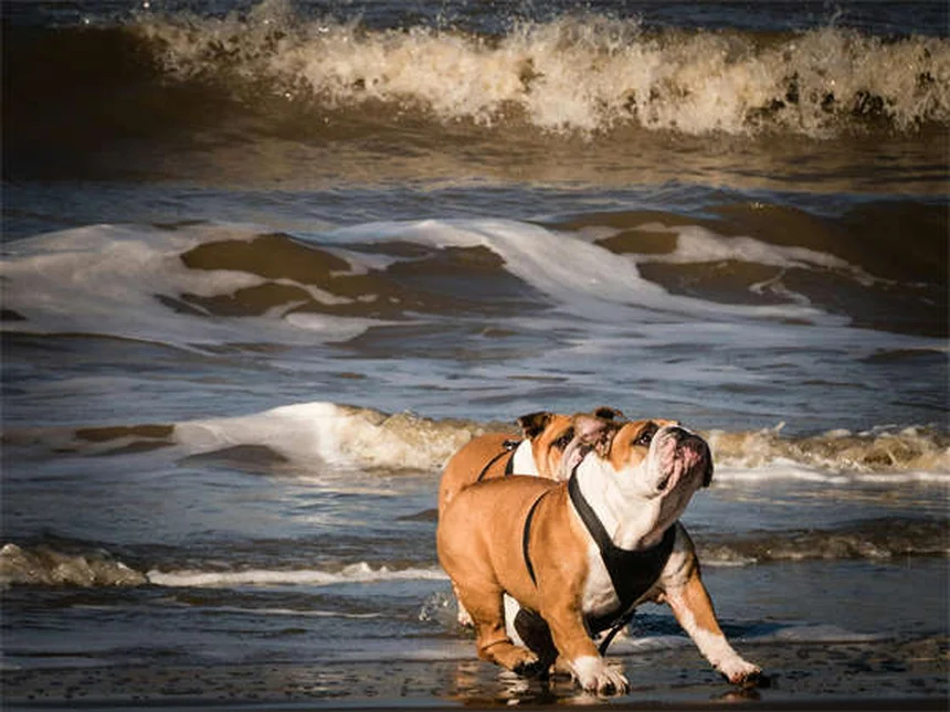 Buprenorfina per cani e gatti: tutto quello che devi sapere