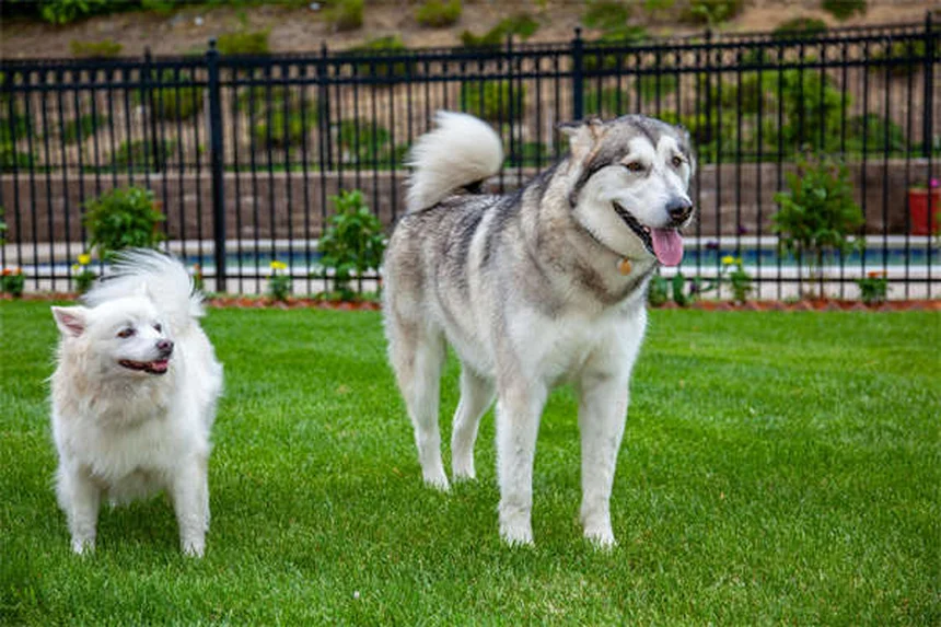 Buprenorfina per cani e gatti: tutto quello che devi sapere